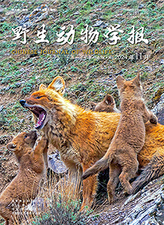 野生动物学报
