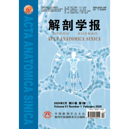 解剖学报