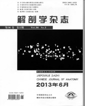 解剖学杂志