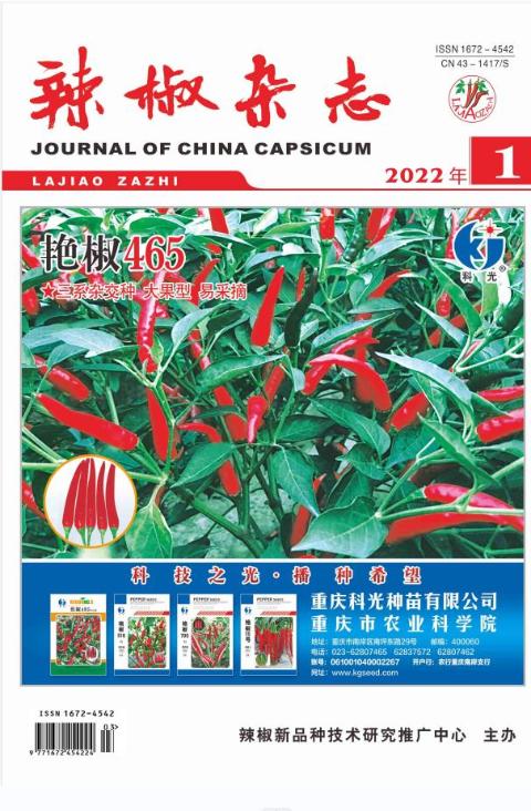 辣椒杂志